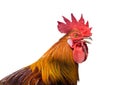 Close up portrait of bantam chicken, Beautiful colorful