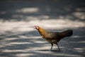 Close up portrait of bantam chicken, hen