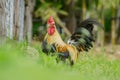 Portrait of bantam chicken isolated on white background. Royalty Free Stock Photo