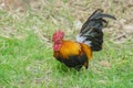 Close up portrait of bantam chickens