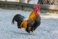 portrait of bantam chickens