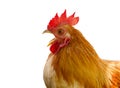 Close up portrait of bantam chickens. Royalty Free Stock Photo