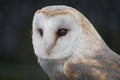 Close up portrait of a barn owl Royalty Free Stock Photo