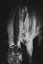Close up portrait of bay horse on black background