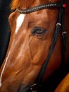 Close-up portrait of bay horse with classic bridle over a black background. The horse`s eyes Royalty Free Stock Photo