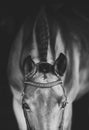 Close up portrait of bay horse head on black background Royalty Free Stock Photo