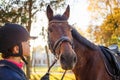 Close up portrait of bay horse with rider girl Royalty Free Stock Photo
