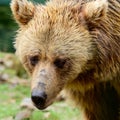 Close-up portrait of a bear, brown bear head, big bear eyes. Royalty Free Stock Photo