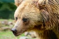 Close-up portrait of a bear, brown bear head, big bear eyes. Royalty Free Stock Photo