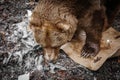 Close up portrait of bear waking up from winter sleep searching for food Royalty Free Stock Photo