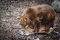 Close up portrait of bear waking up from winter sleep searching for food Royalty Free Stock Photo