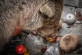 Close up portrait of bear waking up from winter sleep searching for food Royalty Free Stock Photo