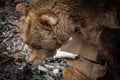 Close up portrait of bear waking up from winter sleep searching for food Royalty Free Stock Photo