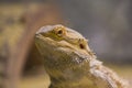 A close up portrait of a bearded dragon Royalty Free Stock Photo