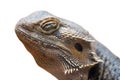 Close-up portrait of a bearded dragon lizard\'s eye Royalty Free Stock Photo