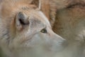 Close up portrait of a beautiful western wolf amber