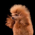 Close-up portrait of beautiful apricot poodle