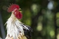 Rooster bantam white crowing in farm on-field natural background Royalty Free Stock Photo