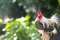 A singing rooster in the early morning Royalty Free Stock Photo