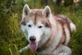 Close-up portrait of beautiful beige and white dog breed siberian husky lying in the grass in early fall Royalty Free Stock Photo