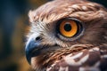 Close up portrait of a beautiful bird of prey in the nature. Selective Focus Royalty Free Stock Photo