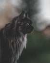 Close-up portrait of a beautiful black-furred cat looking straight