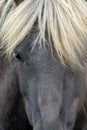 Close up portrait of a beautiful black icelandic horse Iceland Royalty Free Stock Photo