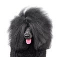 Close-up portrait of beautiful black poodle