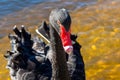 Portrait of a black swan Royalty Free Stock Photo