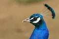 Close up portrait of a Peacock head. Royalty Free Stock Photo