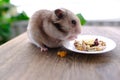 Close up portrait of beautiful brown domestic cute hamster eating delicious food, grain, vegetables from white plate at wooden Royalty Free Stock Photo