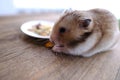 close up portrait of beautiful brown domestic cute hamster eating delicious food, grain, vegetables from white plate at wooden Royalty Free Stock Photo