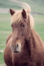 Close up portrait of a beautiful brown icelandic horse Iceland Royalty Free Stock Photo