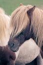 Close up portrait of a beautiful brown icelandic horse Iceland Royalty Free Stock Photo