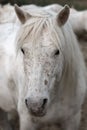 Close up portrait of a beautiful Camargue horse Royalty Free Stock Photo