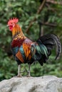 Close up portrait of beautiful chicken