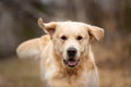 Beautiful, cute and happy dog breed golden retriever running in the forest and has fun at sunset Royalty Free Stock Photo