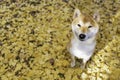 Close-up Portrait of beautiful and cute red shiba inu puppy sitting at the park in autumn.dog posing with morning sunshine Royalty Free Stock Photo