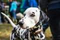 Close up portrait of a beautiful Dalmatian dog Royalty Free Stock Photo