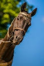 Close up portrait of beautiful dark brown akhal teke horse Royalty Free Stock Photo