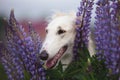 Close-up Portrait of beautiful dog breed russian borzoi standing in the grass and violet lupines field in summer Royalty Free Stock Photo