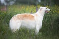 Portrait of beautiful dog breed russian borzoi standing in the green grass and yellow buttercup field in summer at sunset Royalty Free Stock Photo