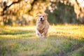 Close-up Portrait of beautiful dog golden retriever running Royalty Free Stock Photo