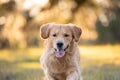 Close-up Portrait of beautiful dog golden retriever running Royalty Free Stock Photo