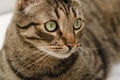 Close-up portrait of a beautiful domestic cat with green eyes Royalty Free Stock Photo