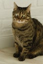 Close-up portrait of a beautiful domestic cat with green eyes. vertical photo Royalty Free Stock Photo