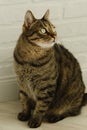 Close-up portrait of a beautiful domestic cat with green eyes. vertical photo Royalty Free Stock Photo