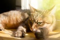 Close-up portrait of a beautiful domestic cat Royalty Free Stock Photo
