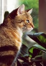 Close-up portrait of a beautiful domestic cat Royalty Free Stock Photo