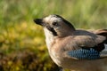 Close-up portrait of beautiful Eurasian Jay, Garrulus glandarius Royalty Free Stock Photo